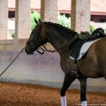 Proust Interagro, grey Purebred Lusitano for sale. Photo: Interagro Lusitanos