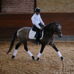 Proust Interagro, grey Purebred Lusitano for sale. Photo: Interagro Lusitanos