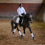 Proust Interagro, grey Purebred Lusitano for sale. Photo: Interagro Lusitanos