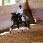 Proust Interagro, grey Purebred Lusitano for sale. Photo: Interagro Lusitanos