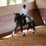 Proust Interagro, grey Purebred Lusitano for sale. Photo: Interagro Lusitanos