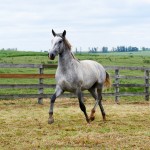 Provisor Interagro/Interagro Lusitanos
