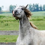 Provisor Interagro/Interagro Lusitanos