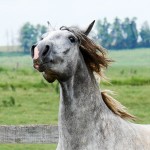 Provisor Interagro/Interagro Lusitanos