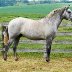 Provisor Interagro/Interagro Lusitanos