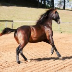 Prudêncio Interagro/Interagro Lusitanos 07/2021