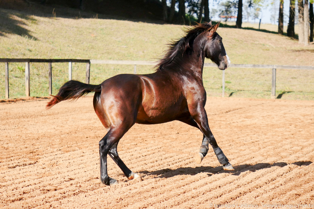 Prudêncio Interagro/Interagro Lusitanos 07/2021