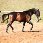 Prudêncio Interagro/Interagro Lusitanos 07/2021