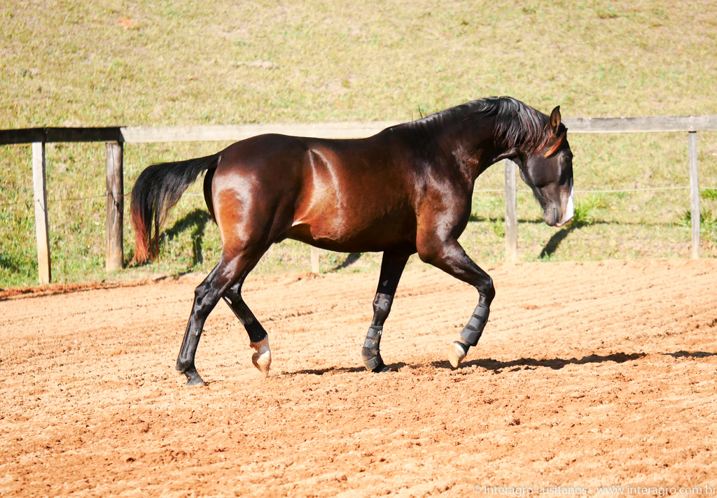 Prudêncio Interagro/Interagro Lusitanos 07/2021