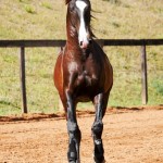 Prudêncio Interagro/Interagro Lusitanos 07/2021