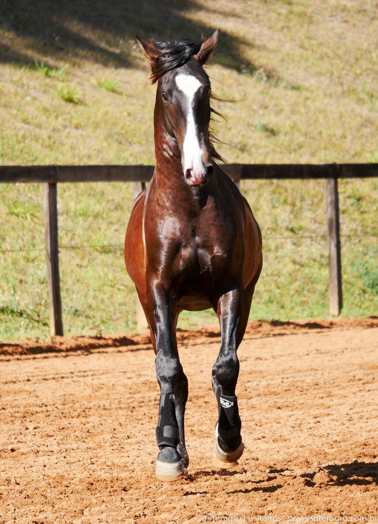 Prudêncio Interagro/Interagro Lusitanos 07/2021