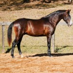 Prudêncio Interagro/Interagro Lusitanos 07/2021