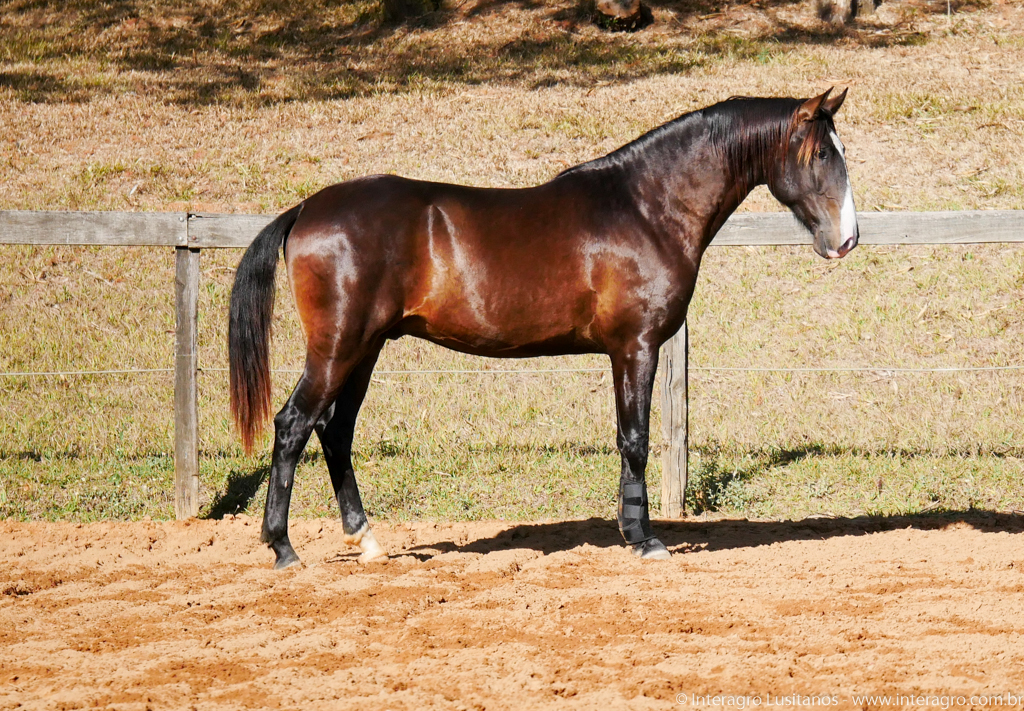 Prudêncio Interagro/Interagro Lusitanos 07/2021