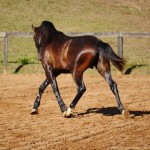 Prudêncio Interagro/Interagro Lusitanos 07/2021