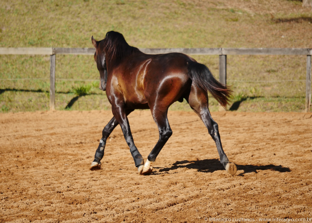 Prudêncio Interagro/Interagro Lusitanos 07/2021