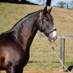 Prudêncio Interagro/Interagro Lusitanos 07/2021