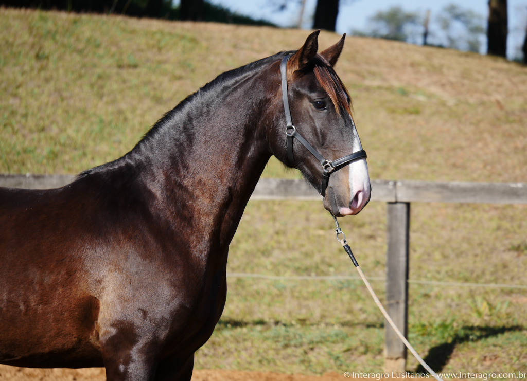 Prudêncio Interagro/Interagro Lusitanos 07/2021