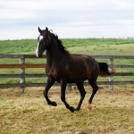 Prudêncio Interagro/Interagro Lusitanos