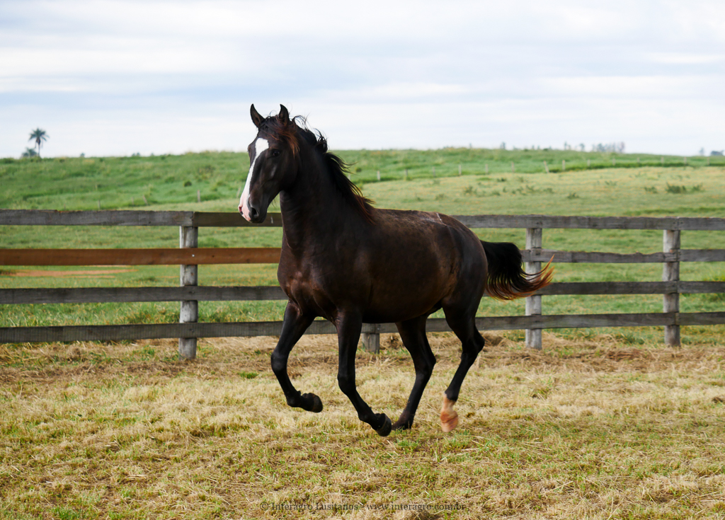 Prudêncio Interagro/Interagro Lusitanos