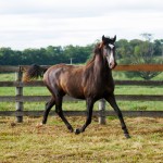 Prudêncio Interagro/Interagro Lusitanos