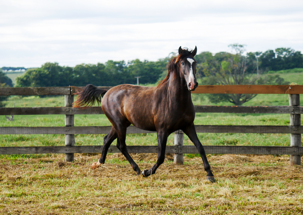 Prudêncio Interagro/Interagro Lusitanos
