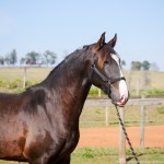 Prudêncio Interagro/Interagro Lusitanos 07/2021