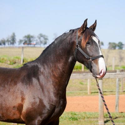 Prudêncio Interagro/Interagro Lusitanos 07/2021