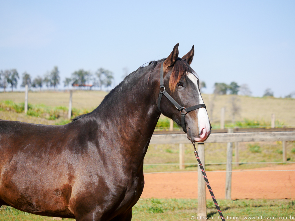 Prudêncio Interagro/Interagro Lusitanos 07/2021