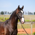 Prudêncio Interagro/Interagro Lusitanos 07/2021