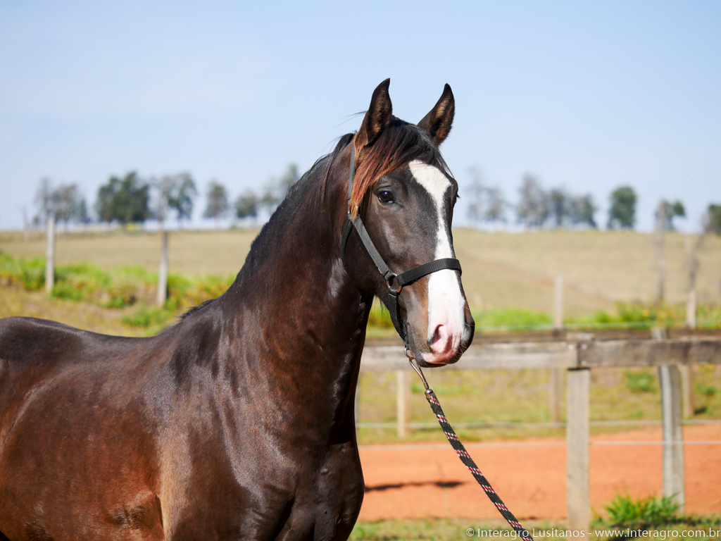 Prudêncio Interagro/Interagro Lusitanos 07/2021