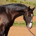 Prudêncio Interagro/Interagro Lusitanos 07/2021