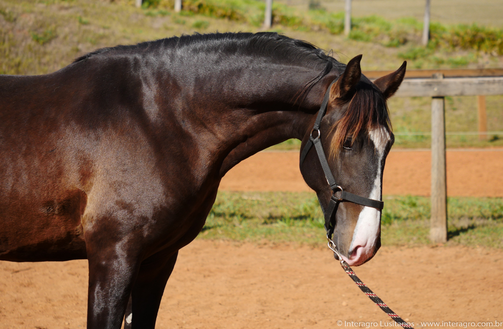 Prudêncio Interagro/Interagro Lusitanos 07/2021