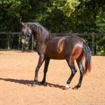 Prudêncio Interagro/Interagro Lusitanos 07/2021