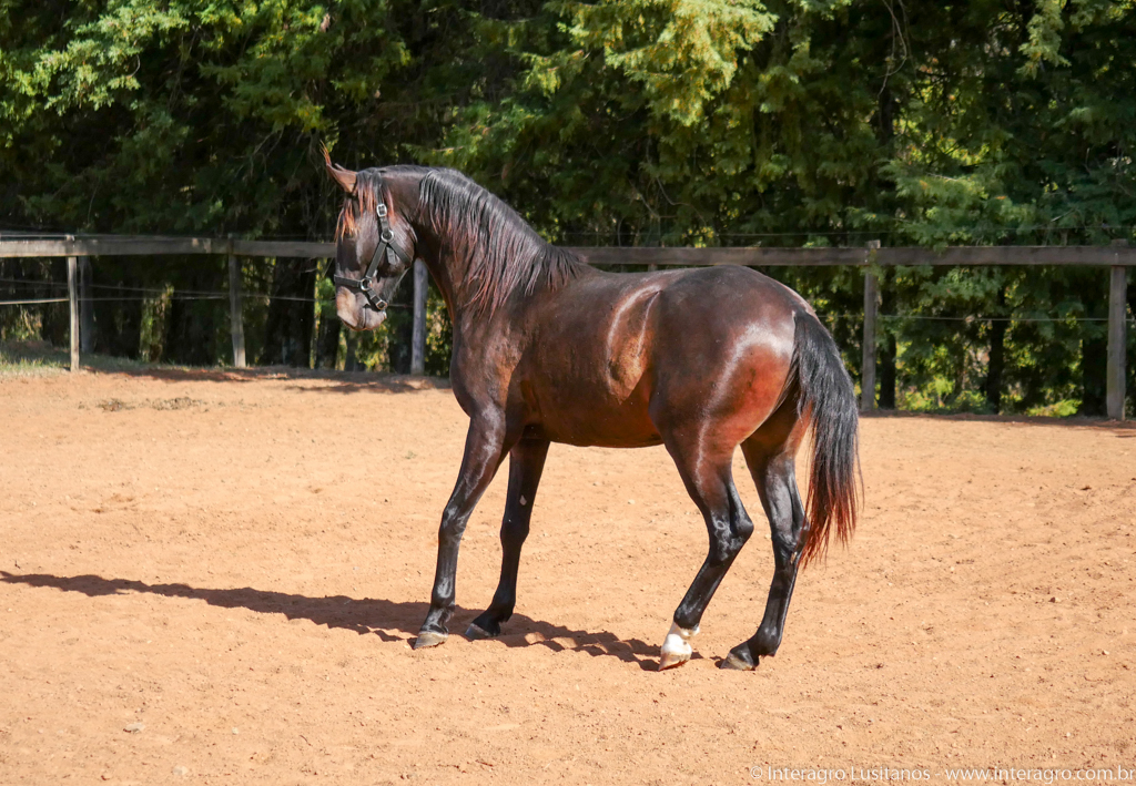 Prudêncio Interagro/Interagro Lusitanos 07/2021