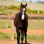 Prudêncio Interagro/Interagro Lusitanos 07/2021