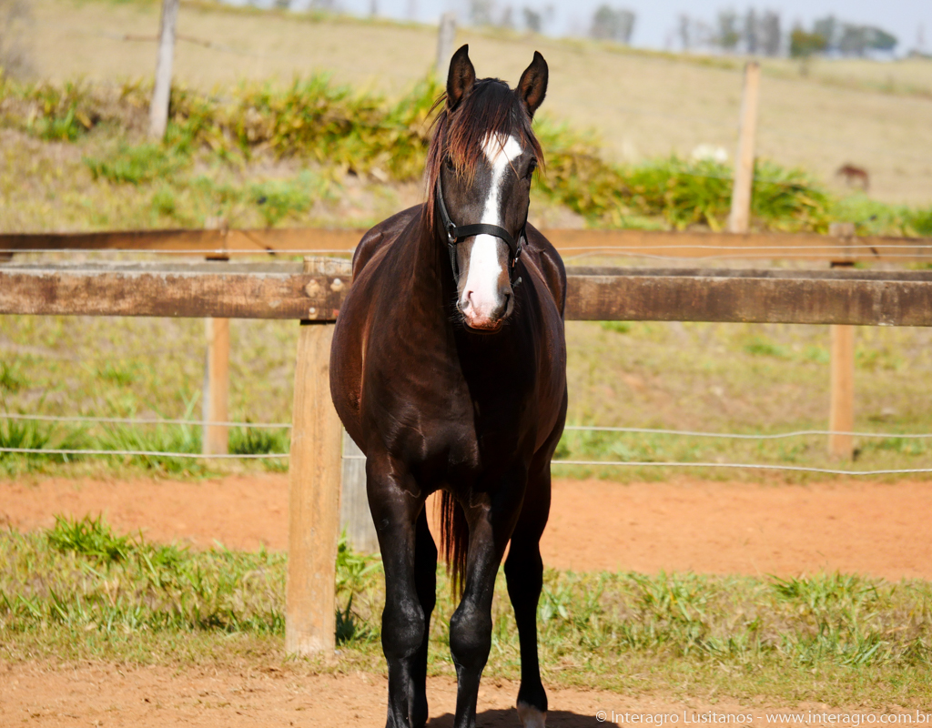 Prudêncio Interagro/Interagro Lusitanos 07/2021