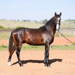 Prudêncio Interagro/Interagro Lusitanos 07/2021