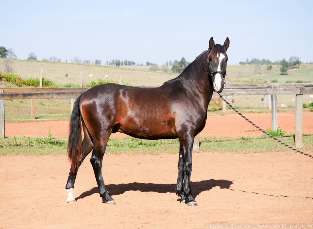 Prudêncio Interagro/Interagro Lusitanos 07/2021