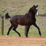 Prudêncio Interagro/Interagro Lusitanos 07/2021