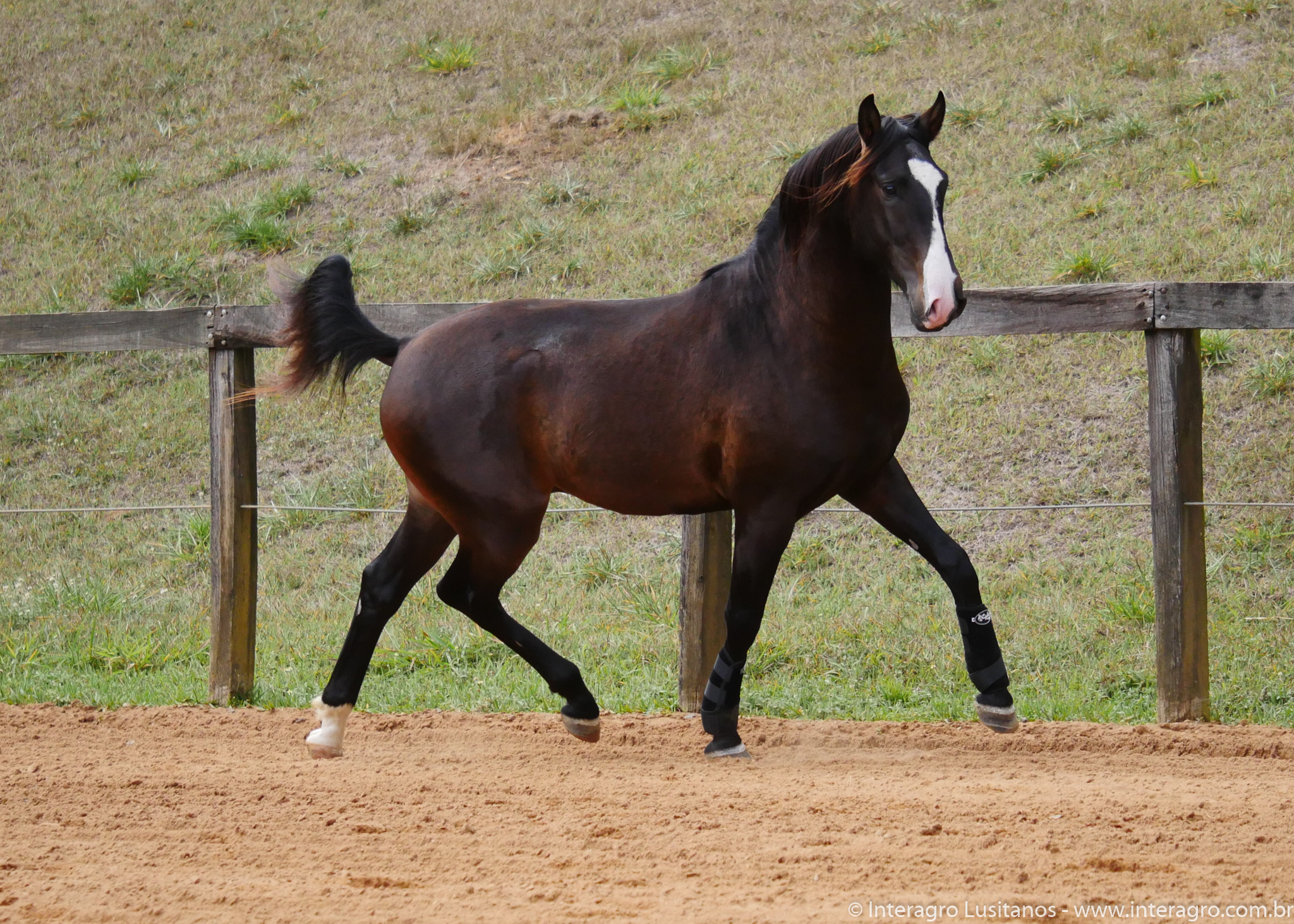 Prudêncio Interagro/Interagro Lusitanos 07/2021