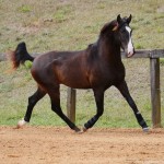 Prudêncio Interagro/Interagro Lusitanos 07/2021