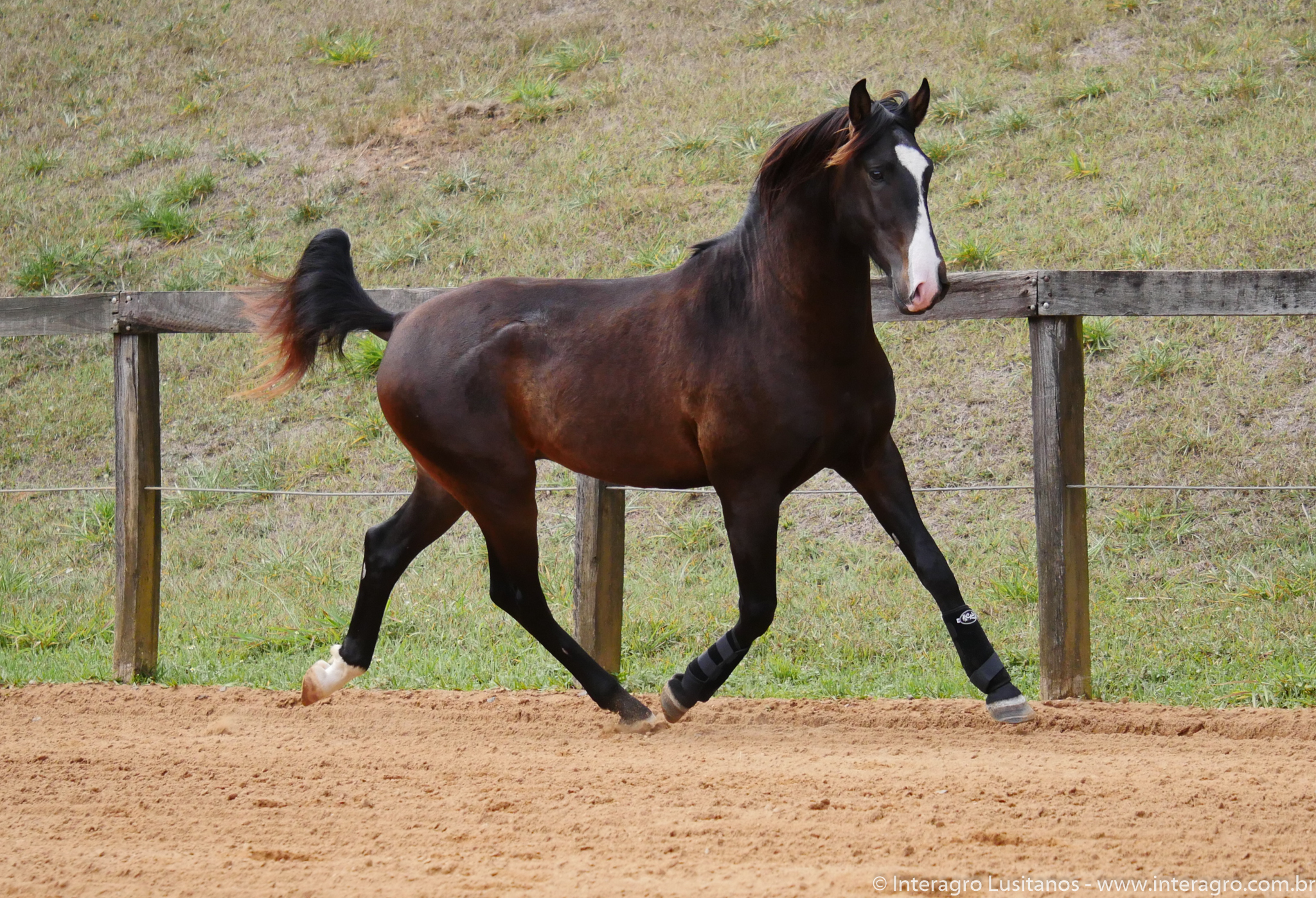 Prudêncio Interagro/Interagro Lusitanos 07/2021