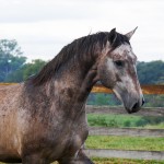 Puritano Interagro/Interagro Lusitanos