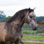 Puritano Interagro/Interagro Lusitanos
