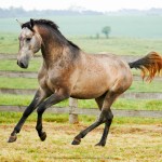 Puritano Interagro/Interagro Lusitanos