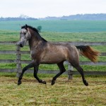 Puritano Interagro/Interagro Lusitanos