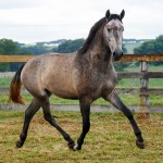 Puritano Interagro/Interagro Lusitanos