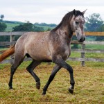 Puritano Interagro/Interagro Lusitanos