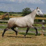 Nanny Interagro/Interagro Lusitanos