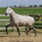 Nanny Interagro/Interagro Lusitanos